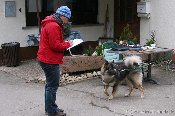 (Foto Goslar) Koerung Benno_14.03.2015_IMG_6912.png